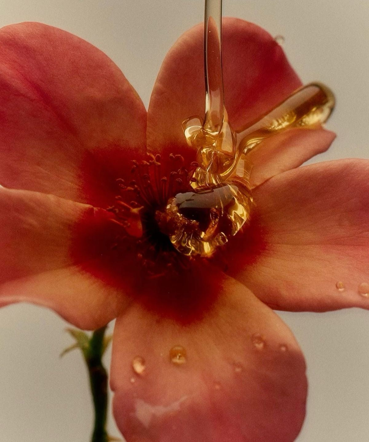 NÉCTAR DE FLOR